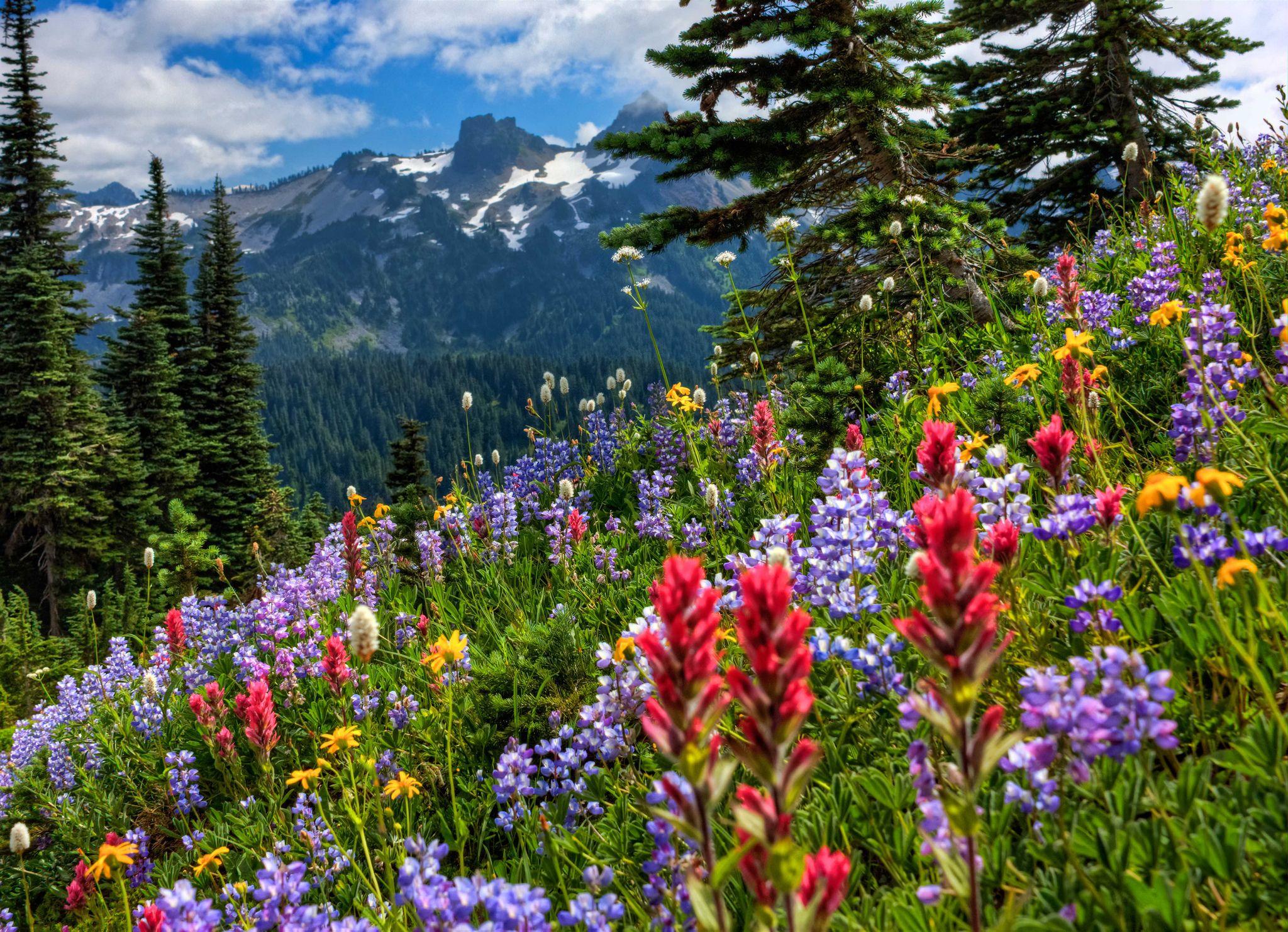 2048x1482 Mount Rainier Meadow Flower as Wallpaper