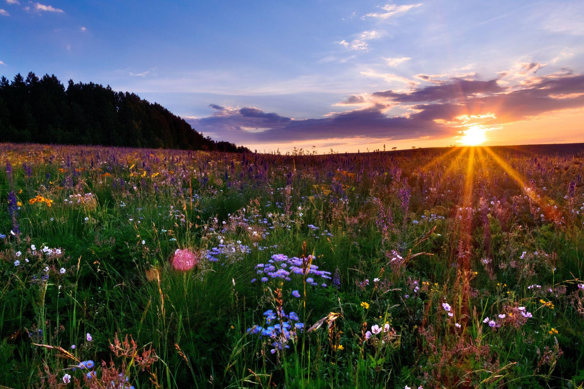 2048x1365 Colorado meadow sunset flowers f wallpaperx1365