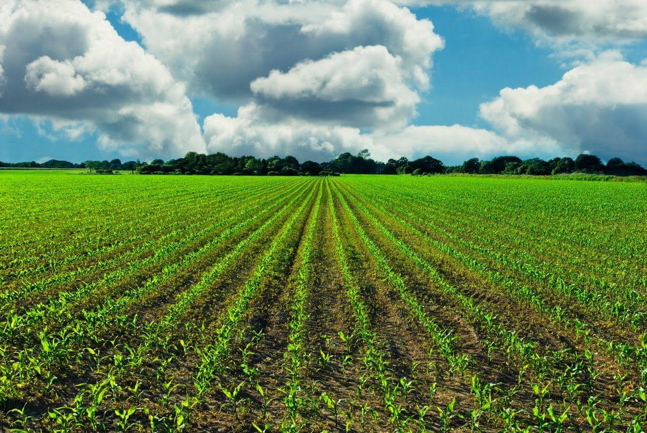 Farm Field Wallpapers Top Free Farm Field Backgrounds WallpaperAccess 3544114
