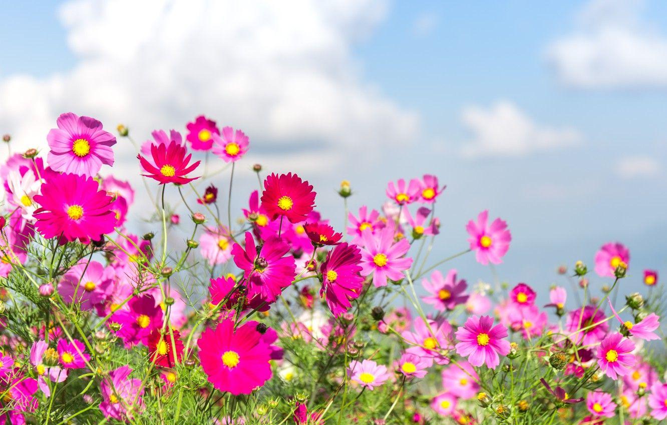1332x850 Wallpaper field, summer, flowers, colorful, meadow, summer, field