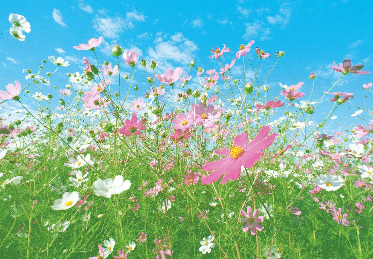 Flower Meadow Wallpapers Top Free Flower Meadow Backgrounds