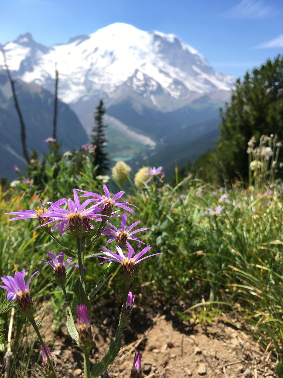 1080x1440 Wildflower Meadow Picture. Download Free Image