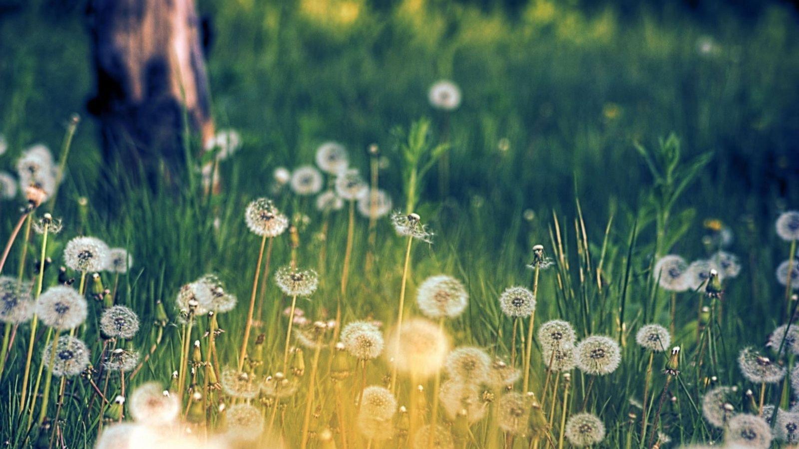 1600x900 Free download Flower meadow Spring Wallpaper 22177494 1680x1050
