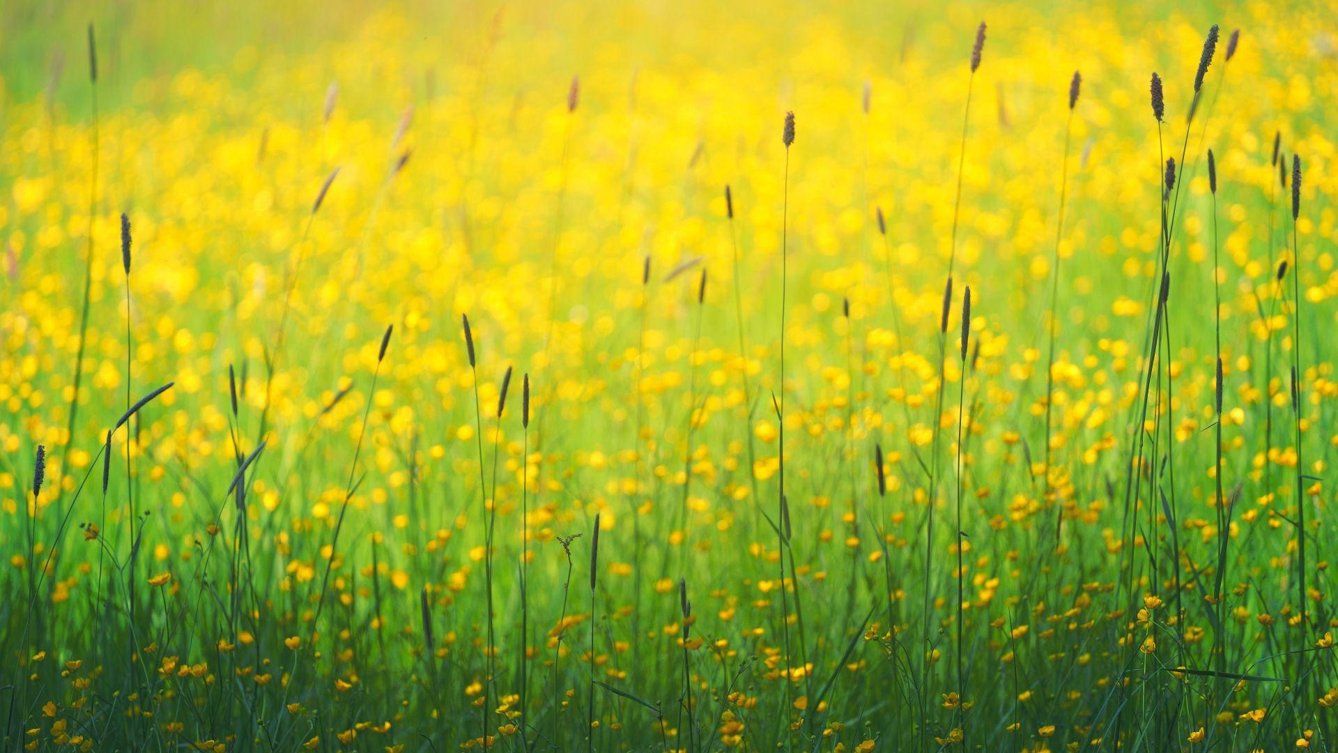 1920x1080 yellow flowers, meadow [1920x1080]