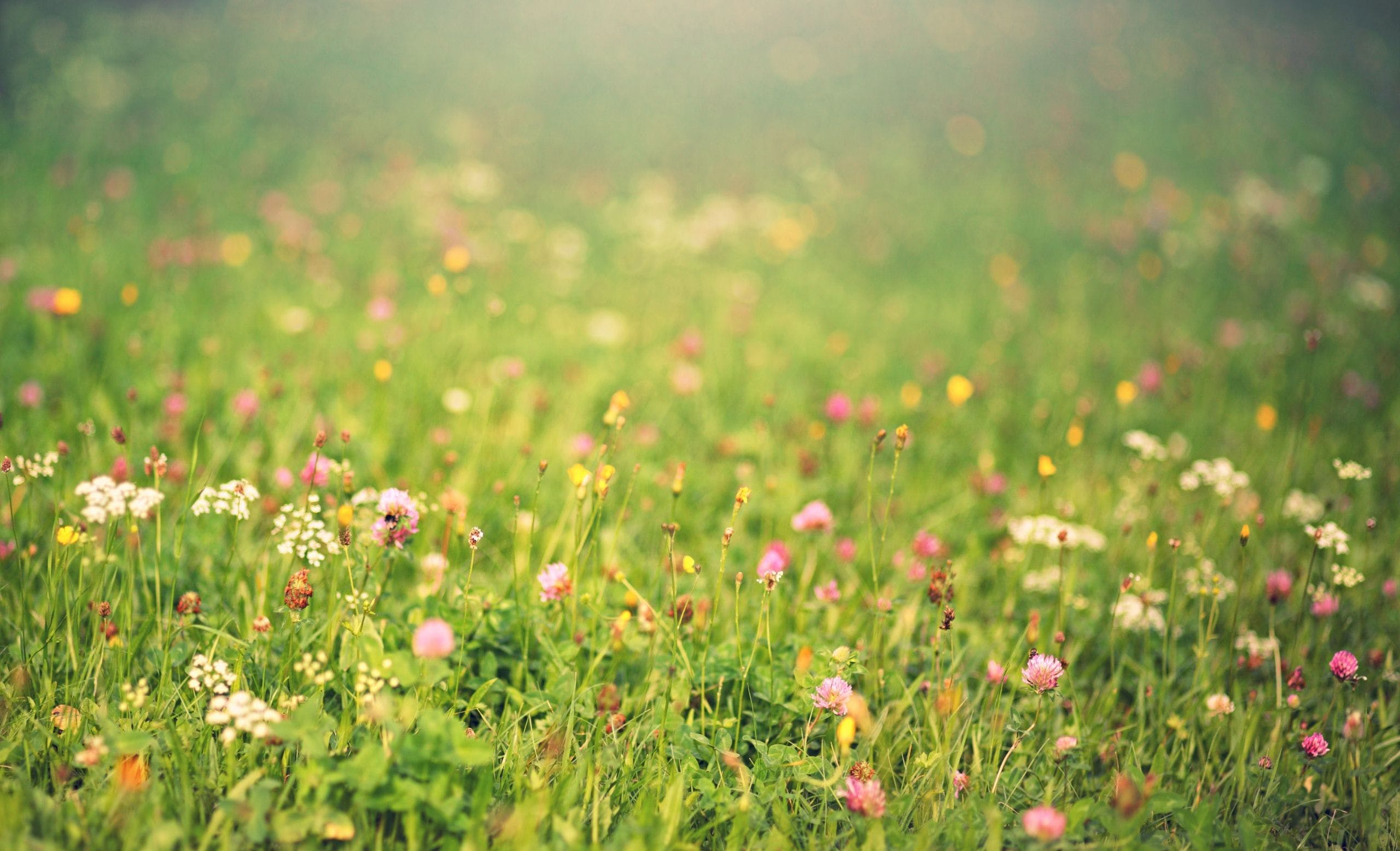 Flower Meadow Wallpapers - Top Free Flower Meadow Backgrounds