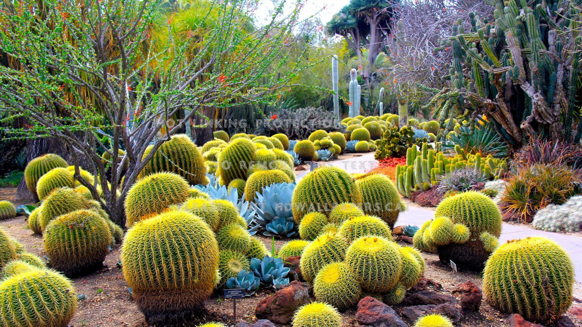 Cactus Garden Wallpapers - Top Free Cactus Garden Backgrounds ...