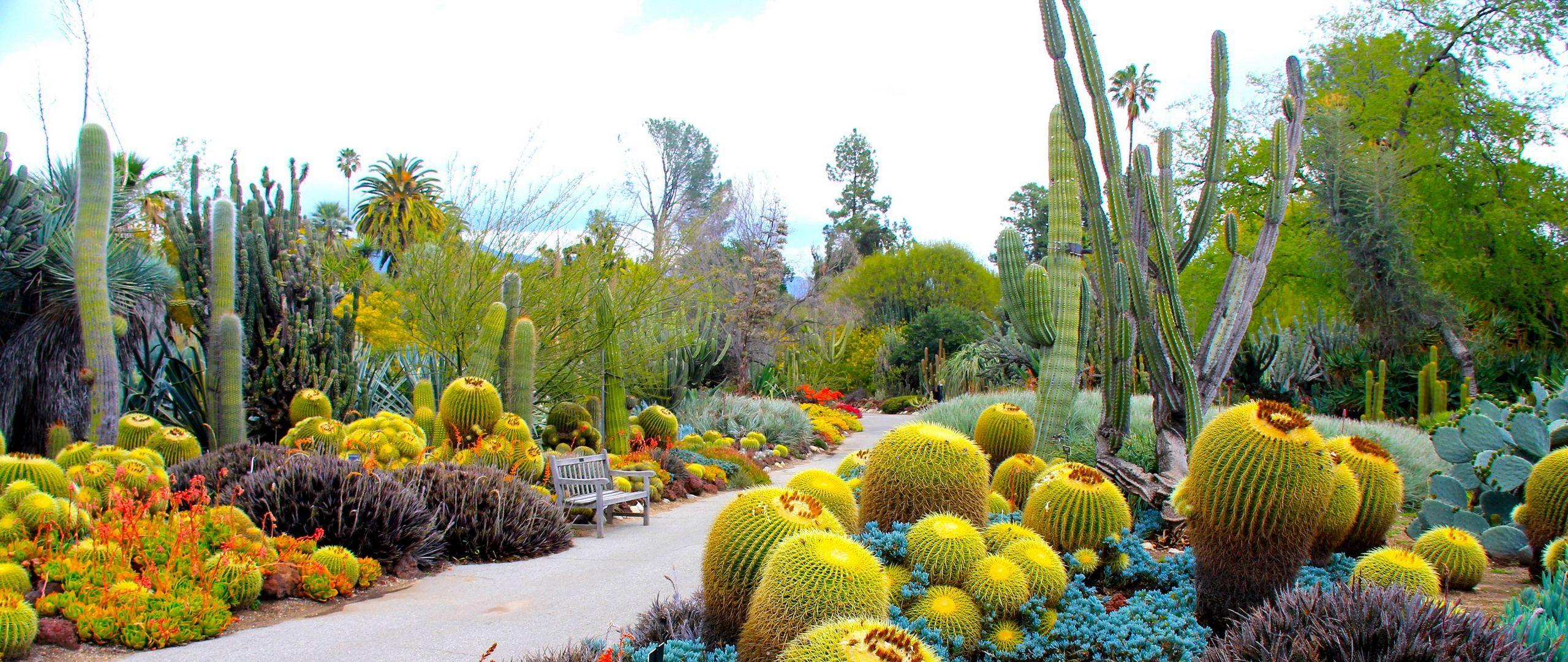 2560x1080 Download wallpaper 2560x1080 botanical garden, san marino, california, usa, garden, cactus dual wide 1080p HD background