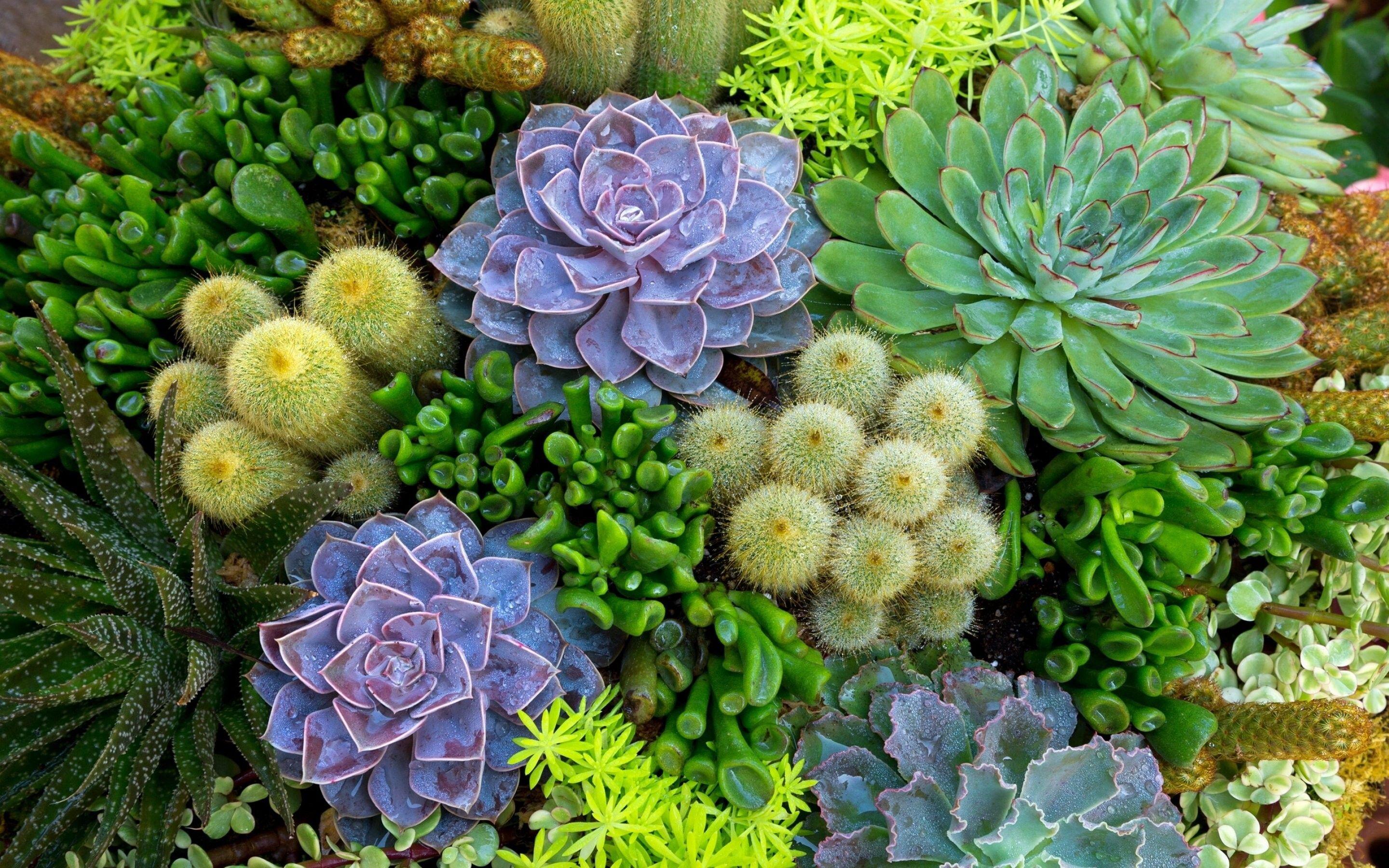 2880x1800 Beautiful cactus flowers in the garden