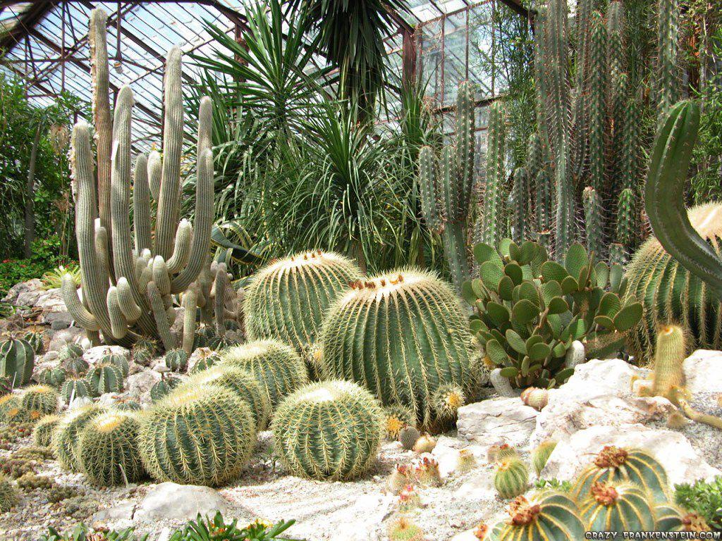 1024x768 Free Download 45 Cactus HD Wallpaper of 2016. B.SCB WP&BG Collection