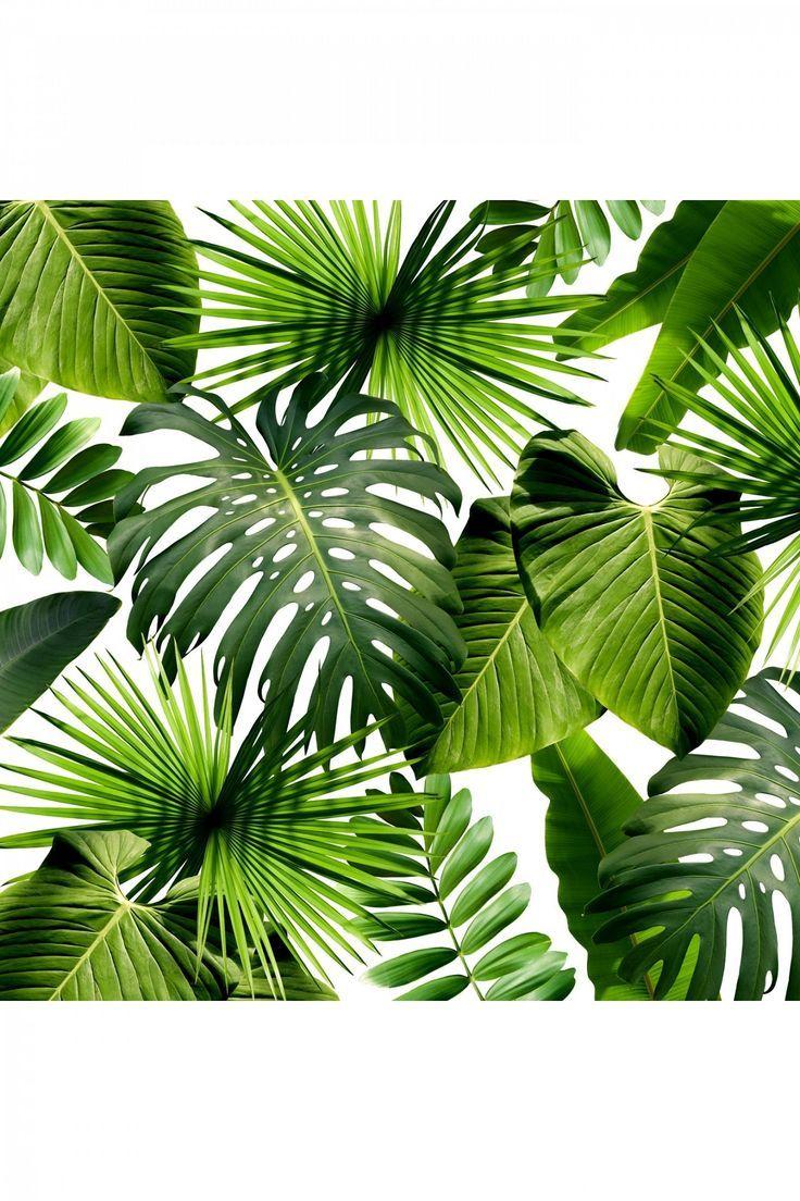 736x1104 Tropical Aesthetic Wallpaper