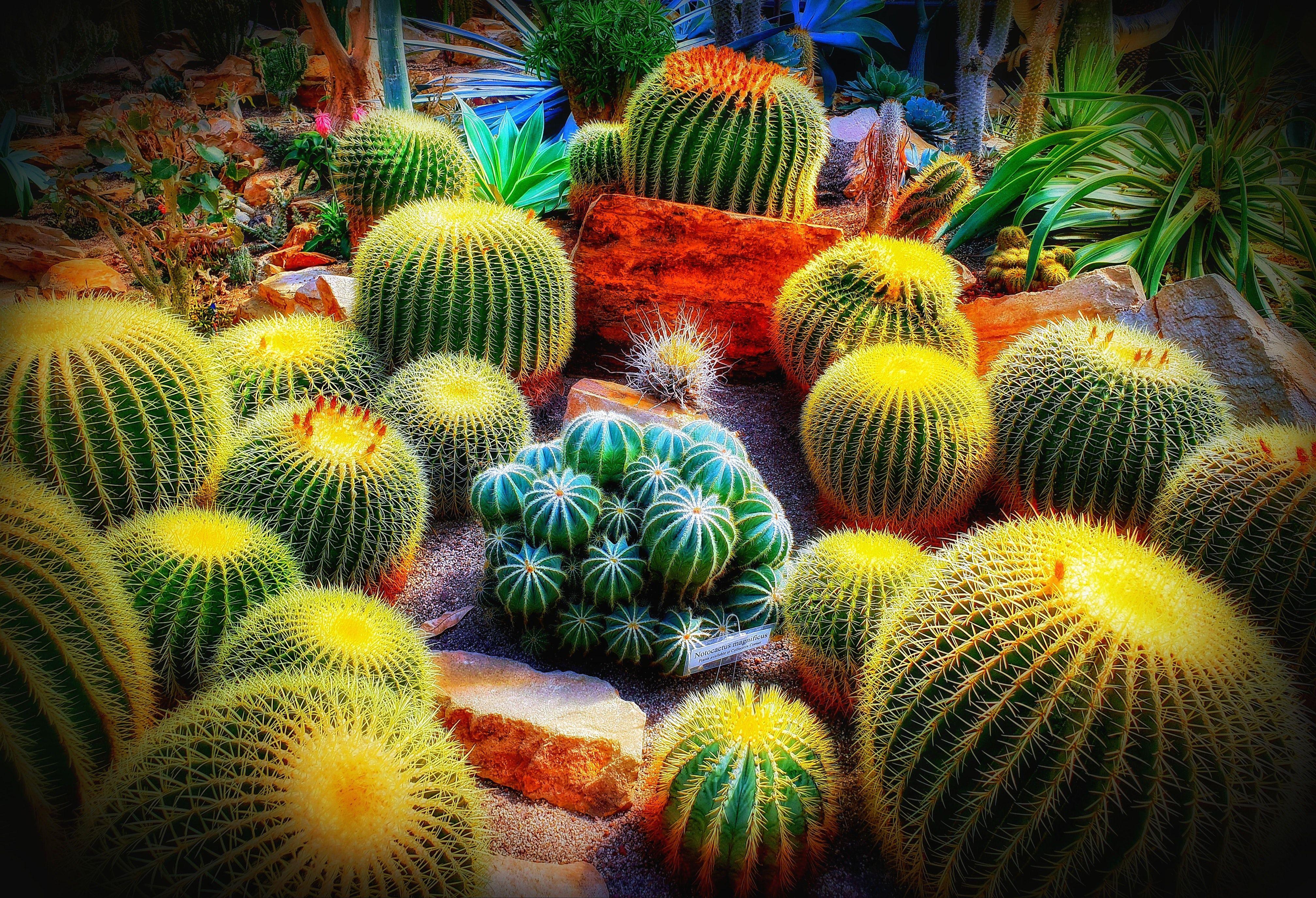 Cactus Garden Wallpapers - Top Free Cactus Garden Backgrounds