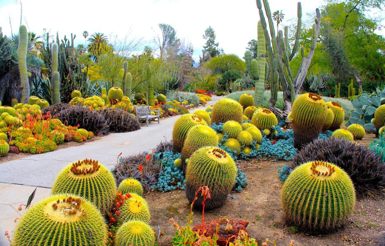 Cactus Garden Wallpapers - Top Free Cactus Garden Backgrounds ...