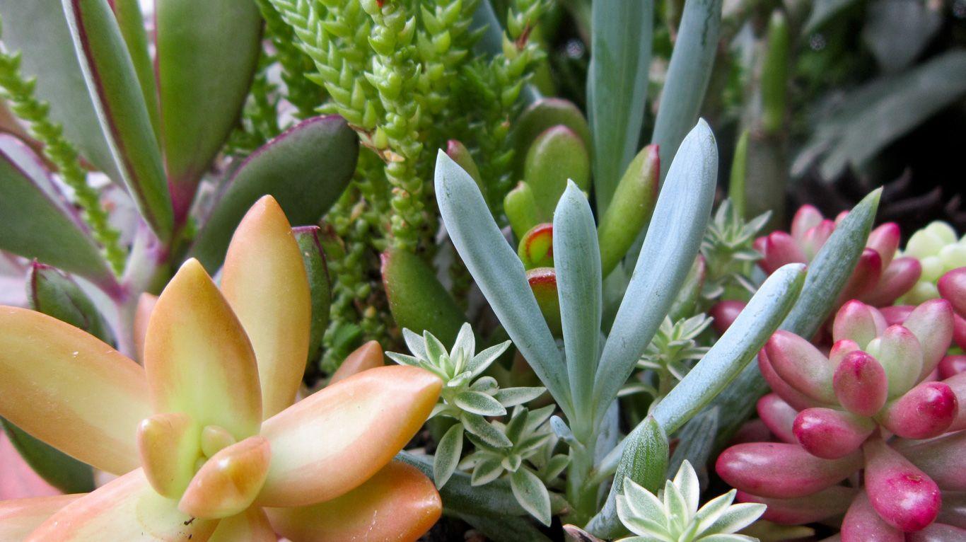1366x766 mini cactus garden. Desktop background 1138 - Cactus Garden Wallpaper