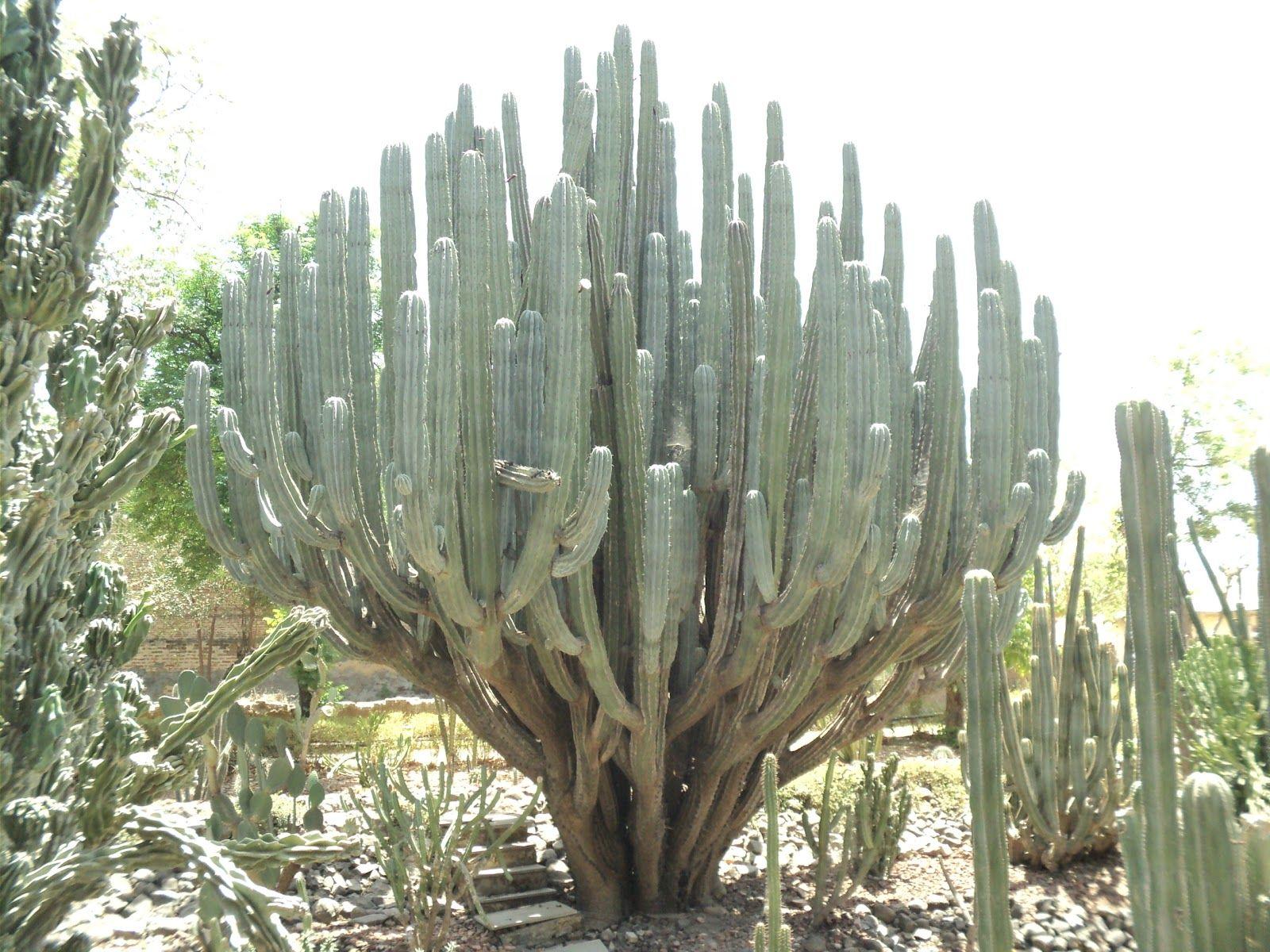1600x1200 CACTUS GARDEN SAILANA Photo, Image and Wallpaper, HD Image, Near
