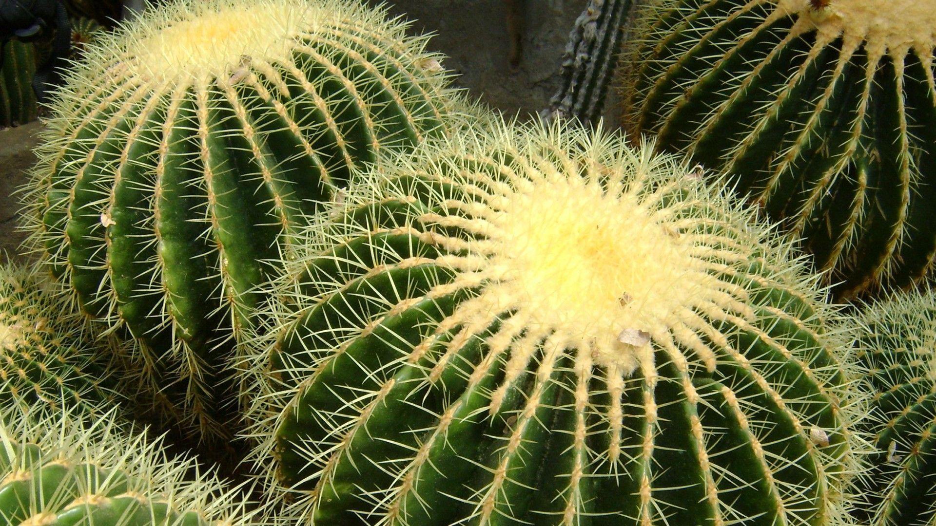 1920x1080 Cactus Wallpaper