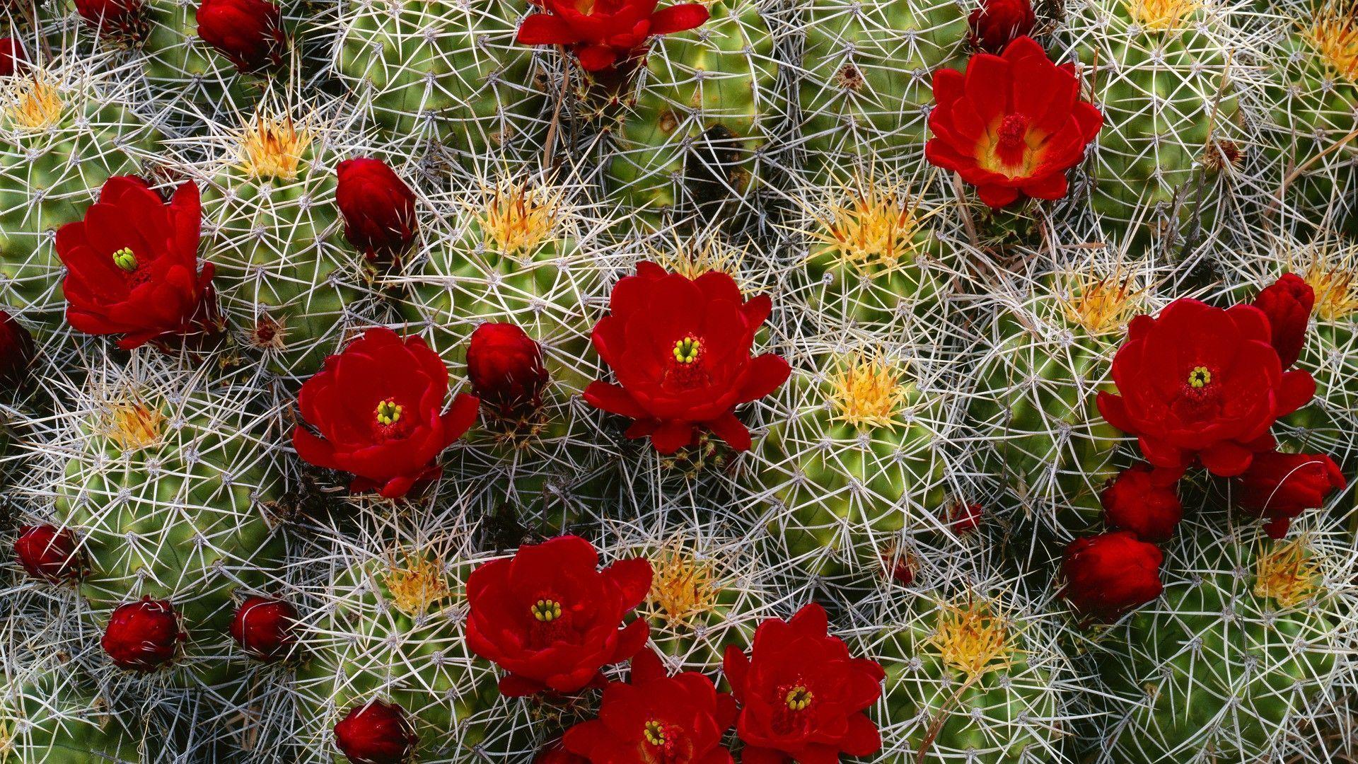 1920x1080 Red Cactus Flower Wallpaper