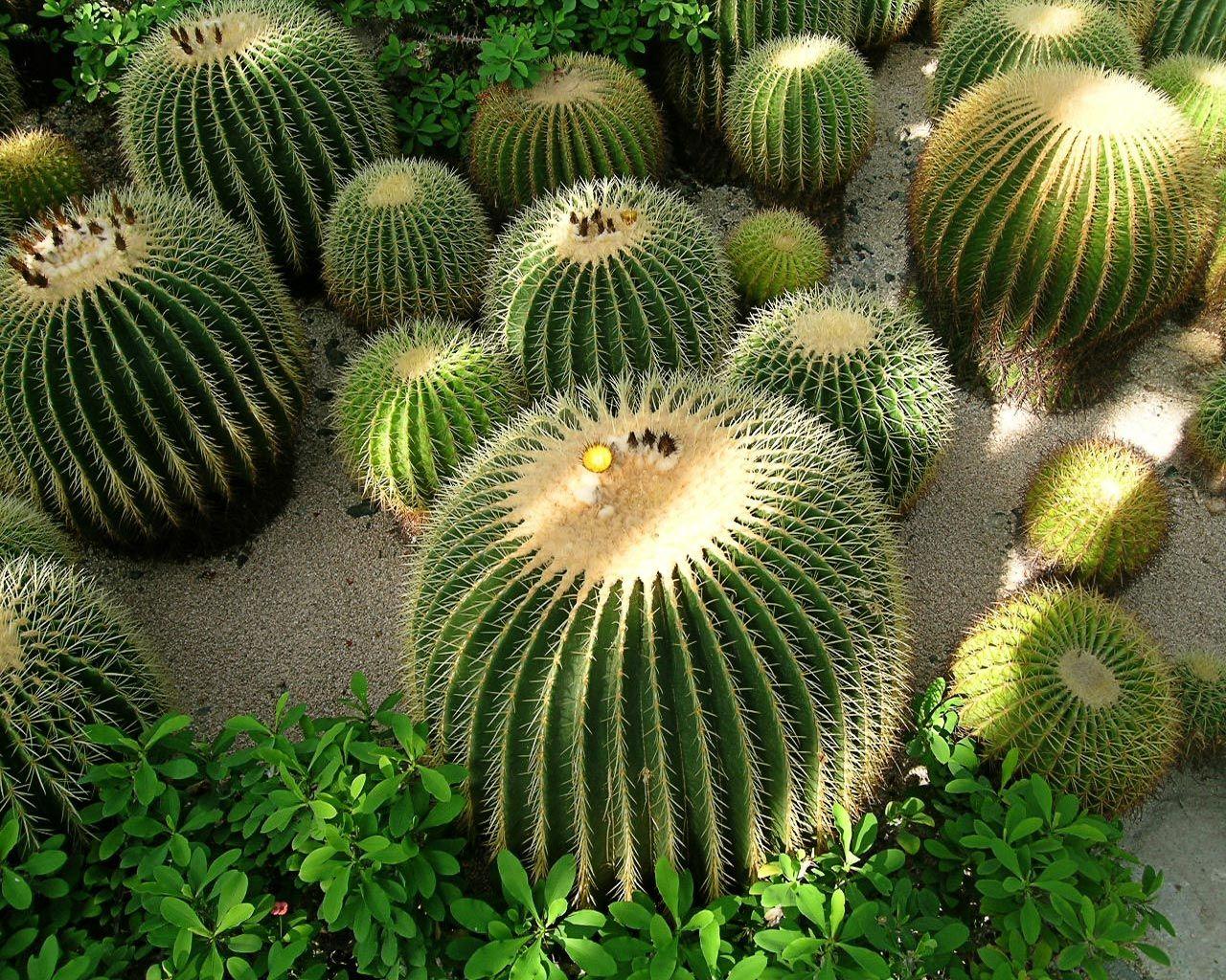 1280x1024 Bonsai Tree: Beautiful Bonsai Cactus Ideas