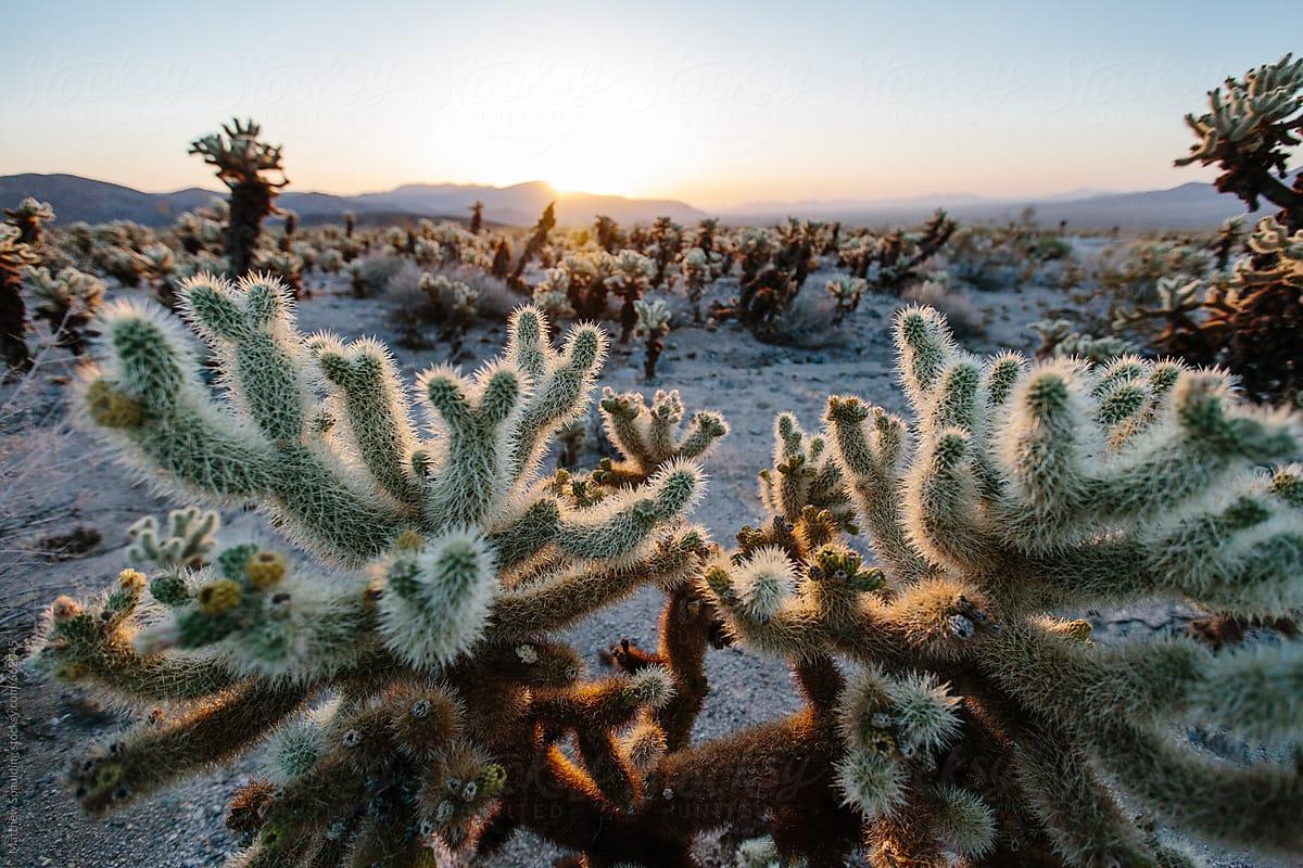 1200x800 Cholla cactus garden in Mohave desert landscape