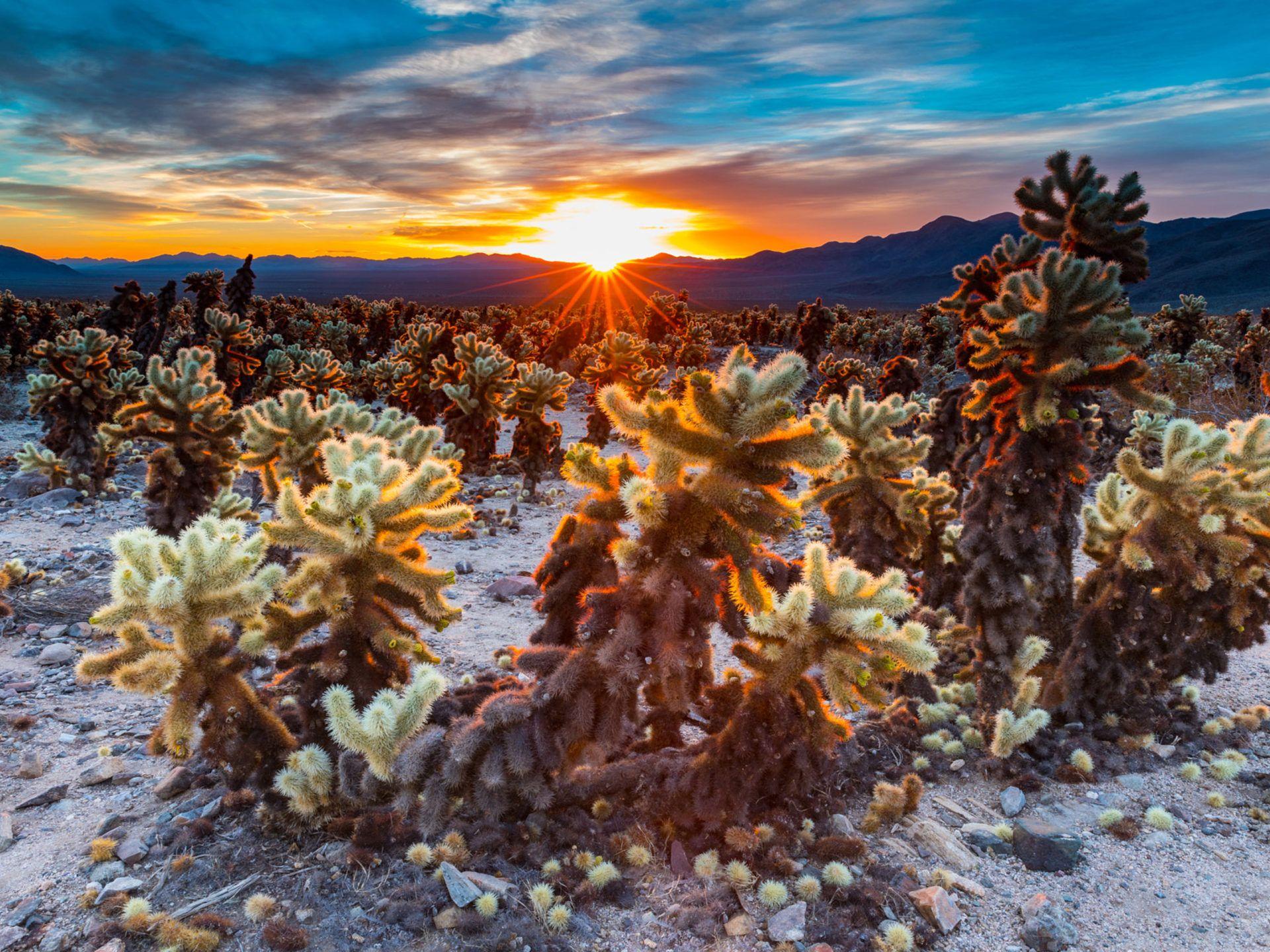 1920x1440 Sunrise In Cholla Cactus Garden Joshua Tree National Park California United States HD Wallpaper For Desktop Tablets Free Download :