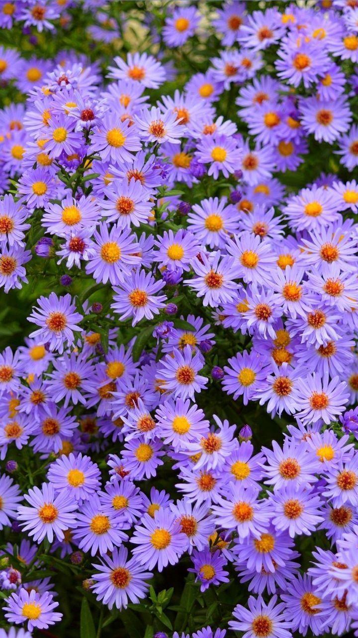 720x1280 Purple flowers, meadow, flora, nature, 720×1280 wallpaper in 2020