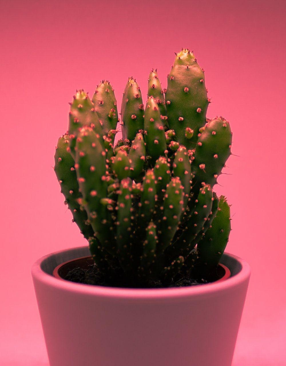 1000x1282 Cactus Garden Picture. Download Free Image