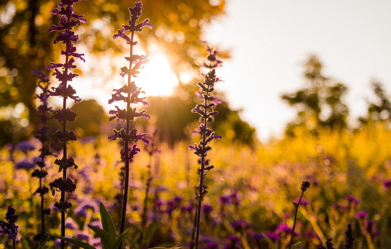 1332x850 Wallpaper Flower, Sunset, Evening, Meadow, Closeup image