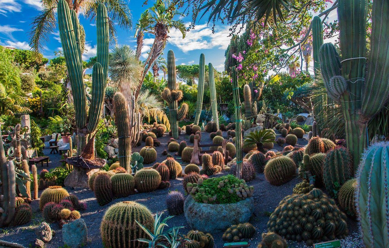 1332x850 Wallpaper greens, the sky, the sun, clouds, trees, flowers, garden, Italy, cacti, the bushes, Ischia island image for desktop, section природа