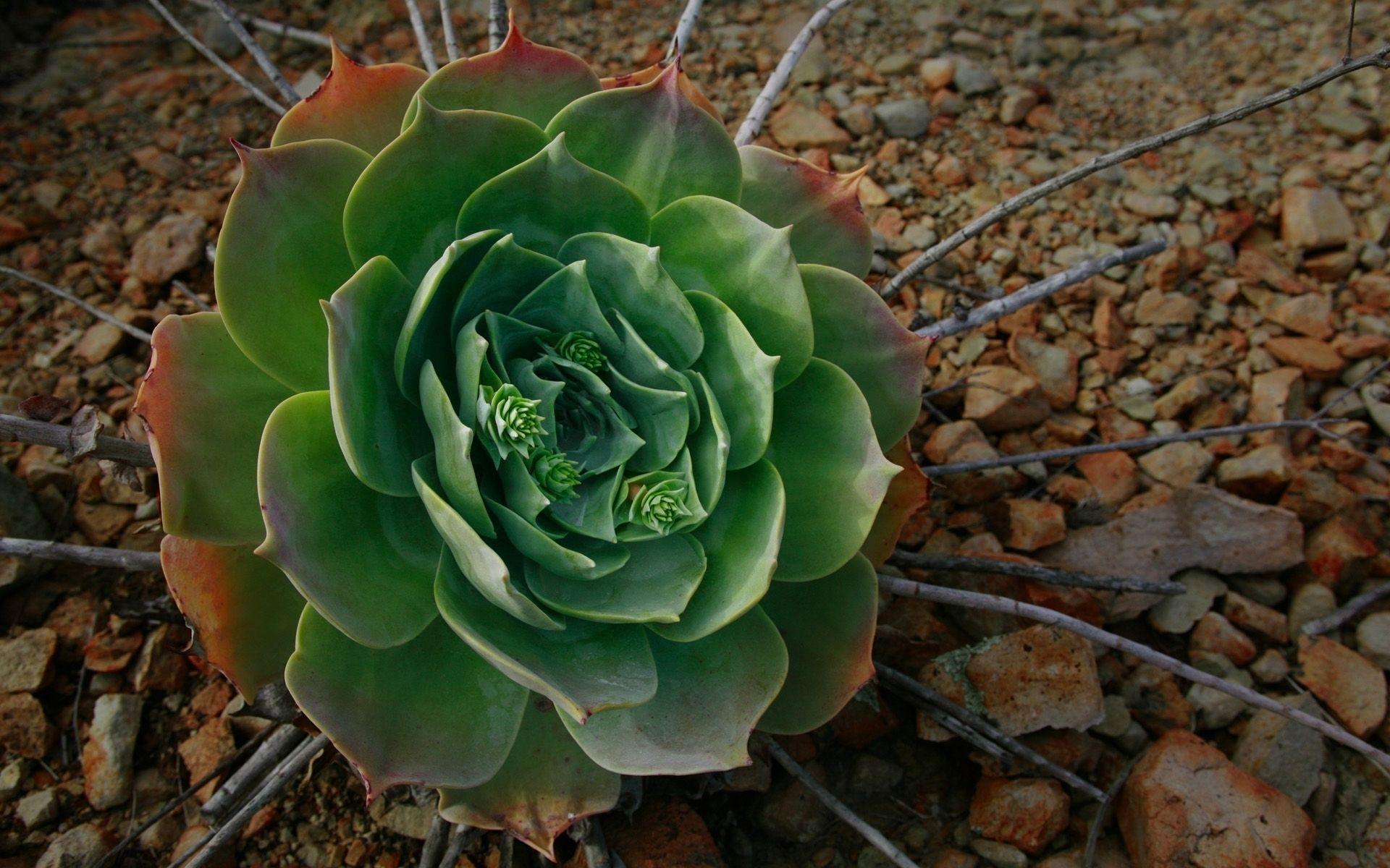 1920x1200 Cactus Like Flower HD wallpaper