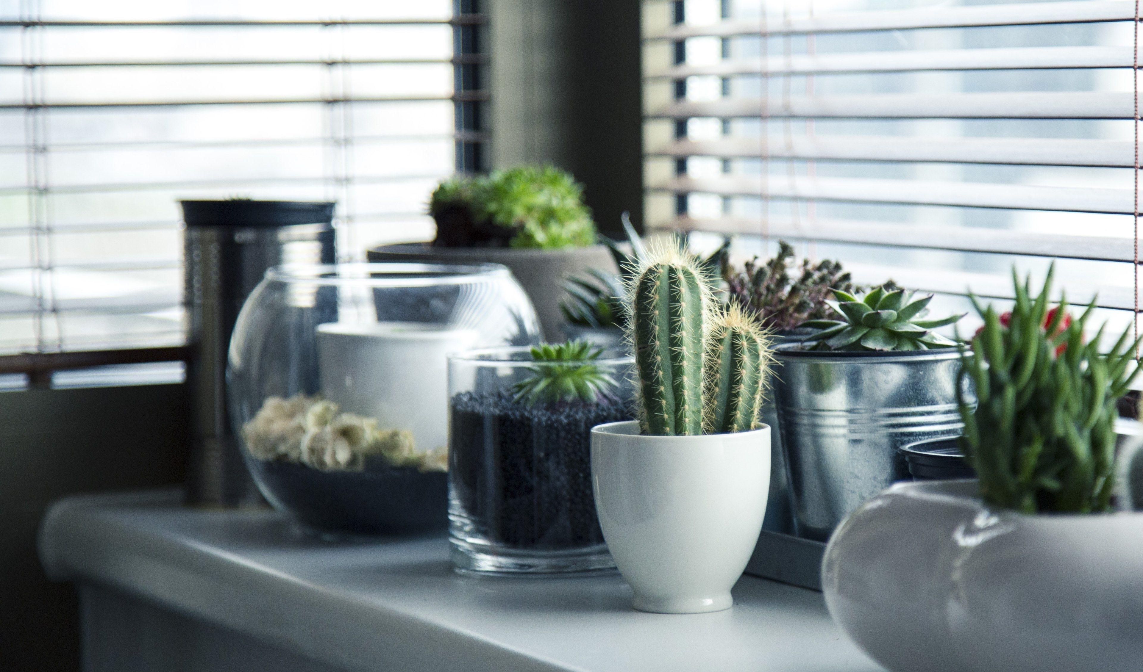 3840x2259 Wallpaper / pots plants cactus succulent shelf window garden 4k wallpaper