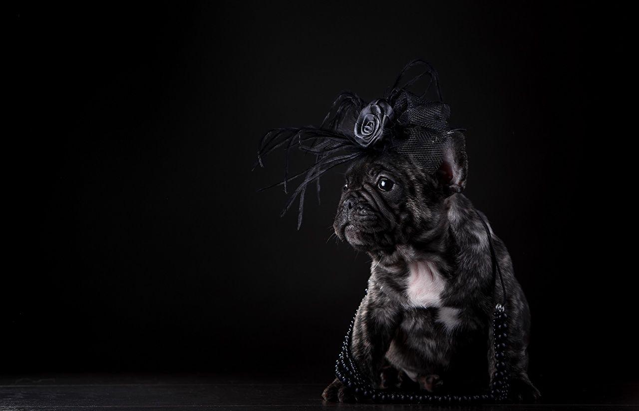 Black Bulldog Wallpapers - Top Free Black Bulldog Backgrounds