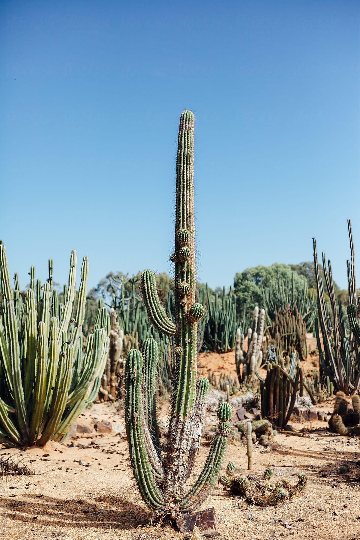 1200x1800 Large Cactus in Cacti Garden