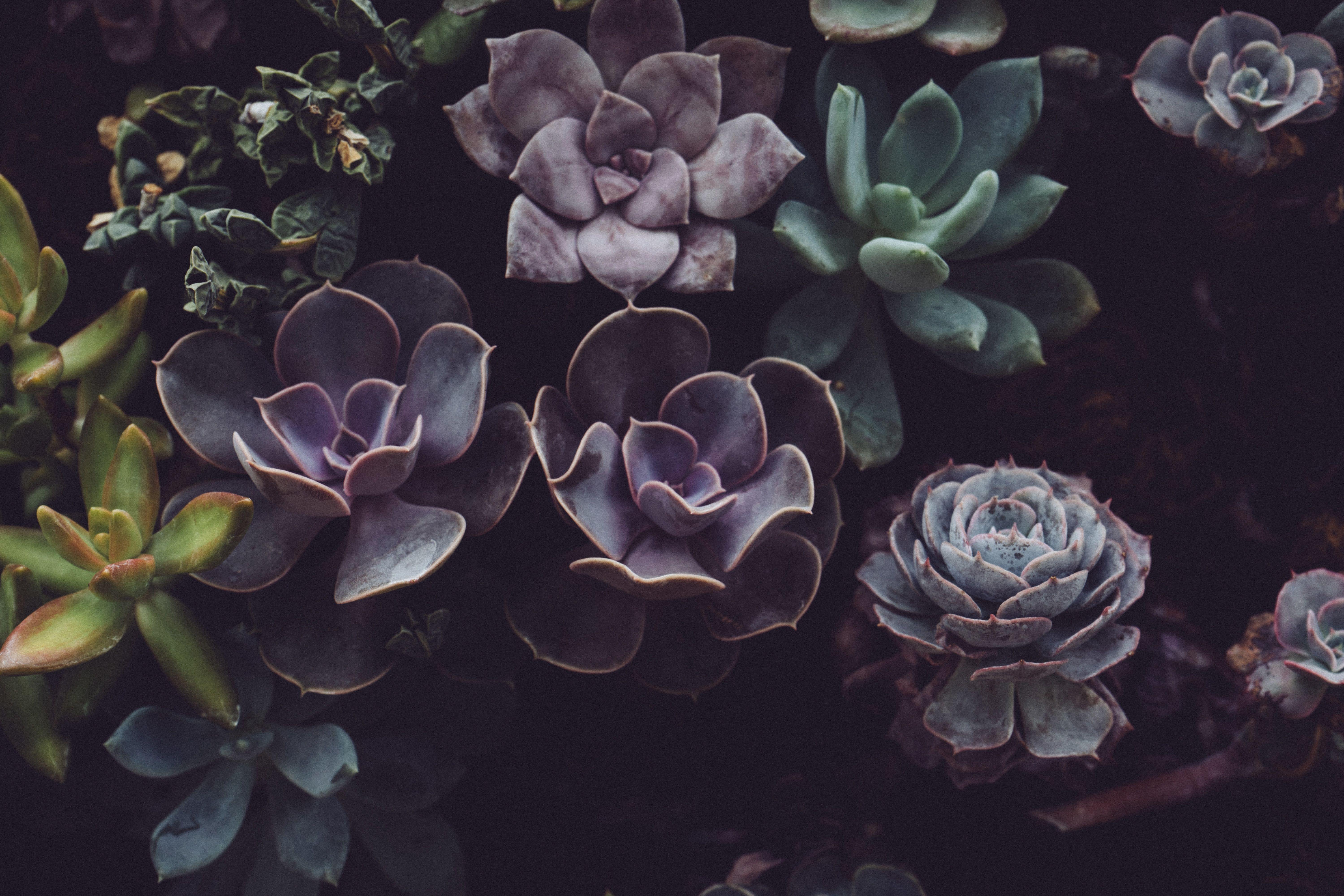 6000x4000 6000x4000 #purple, #botanical, #Free picture, #plant, #earth, #cactus, #dark, #leafe, #succulent, #botany, #light, #outdoors, #garden, #cacti, #green, #greenery, #natural, #nature, #petal. Mocah.org HD Desktop Wallpaper