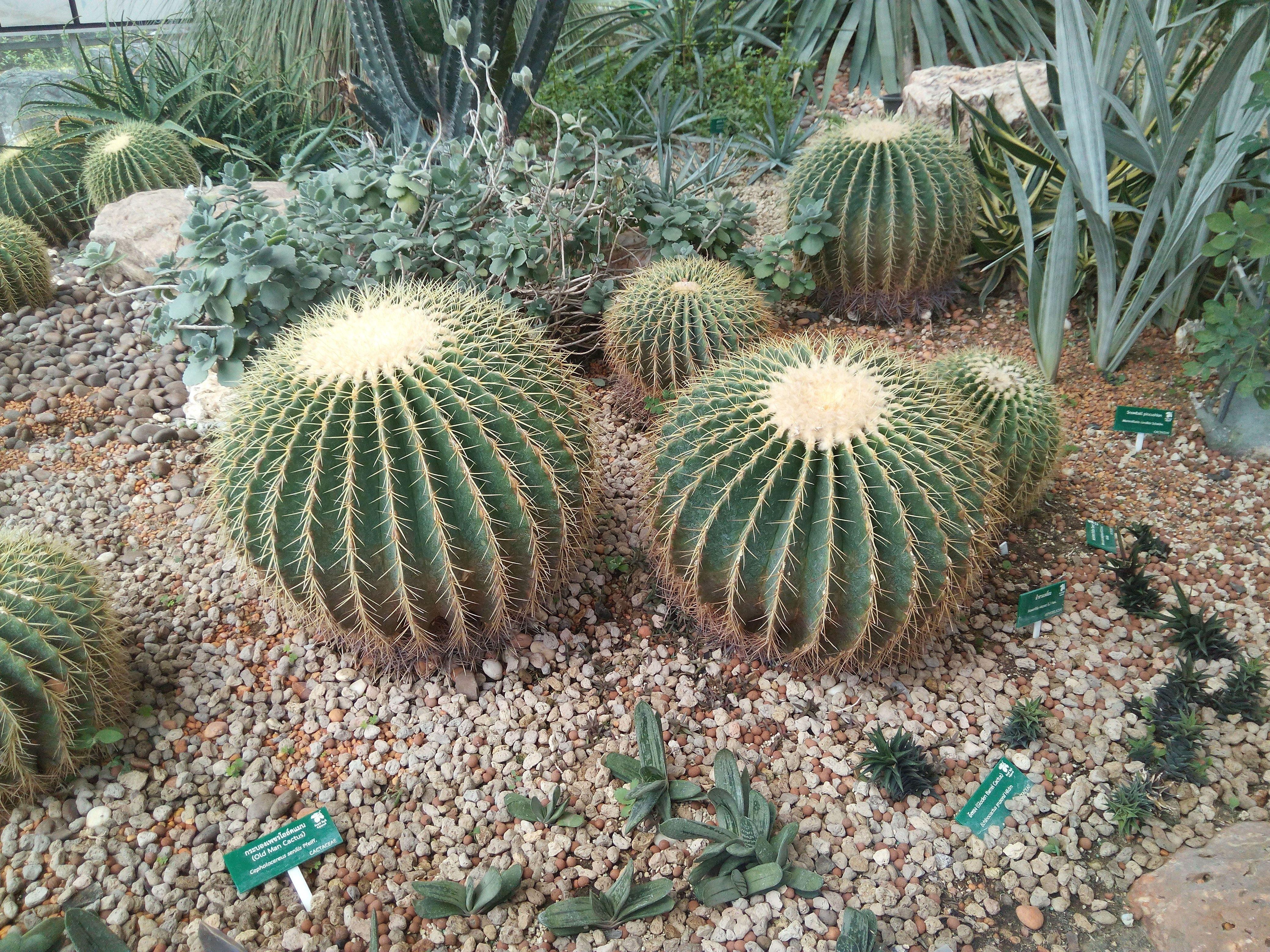 4160x3120 Free of cactus, cactus garden, garden plant