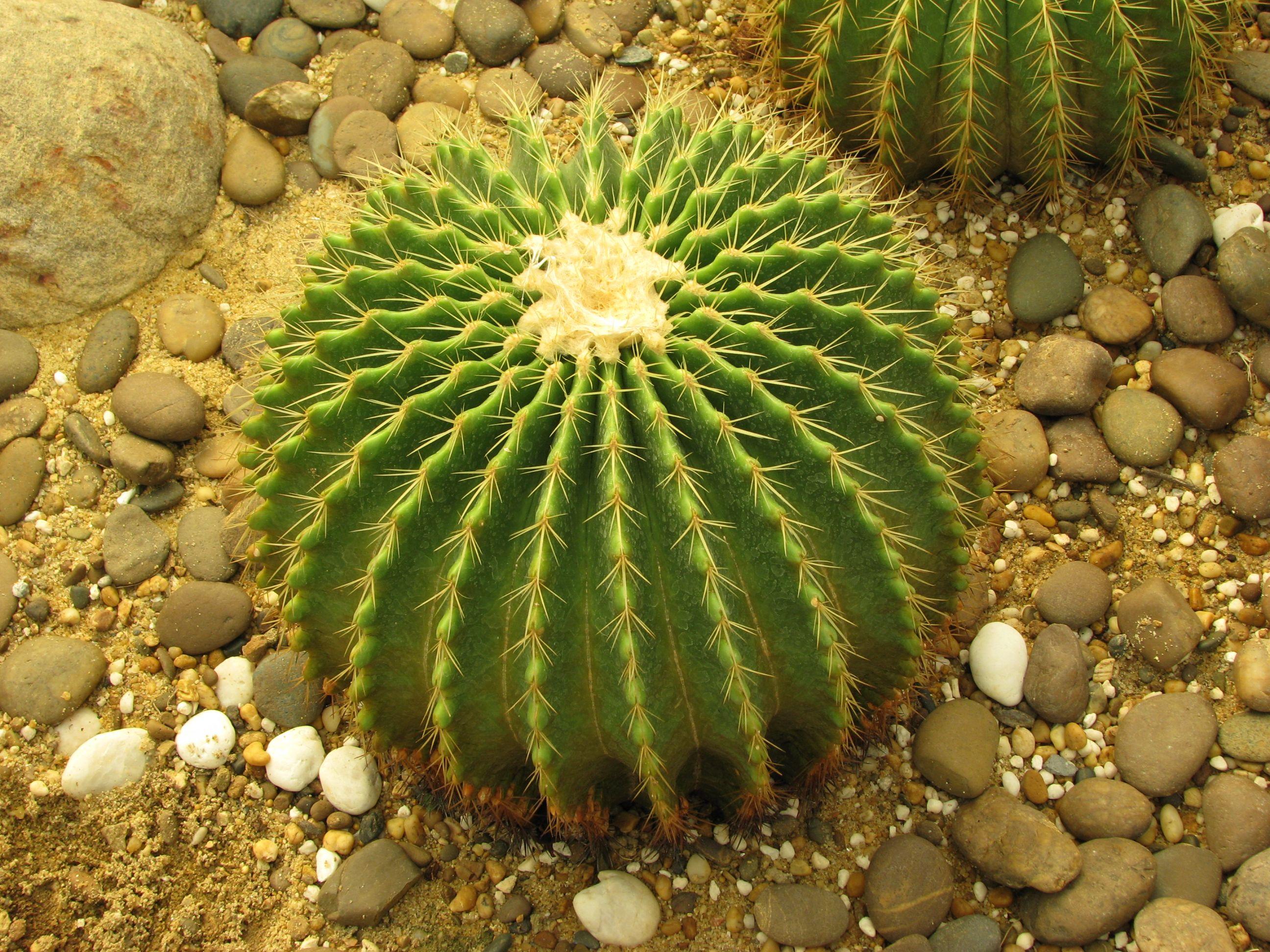 2592x1944 Cactus in Design of a Garden # 2592x1944. All For Desktop