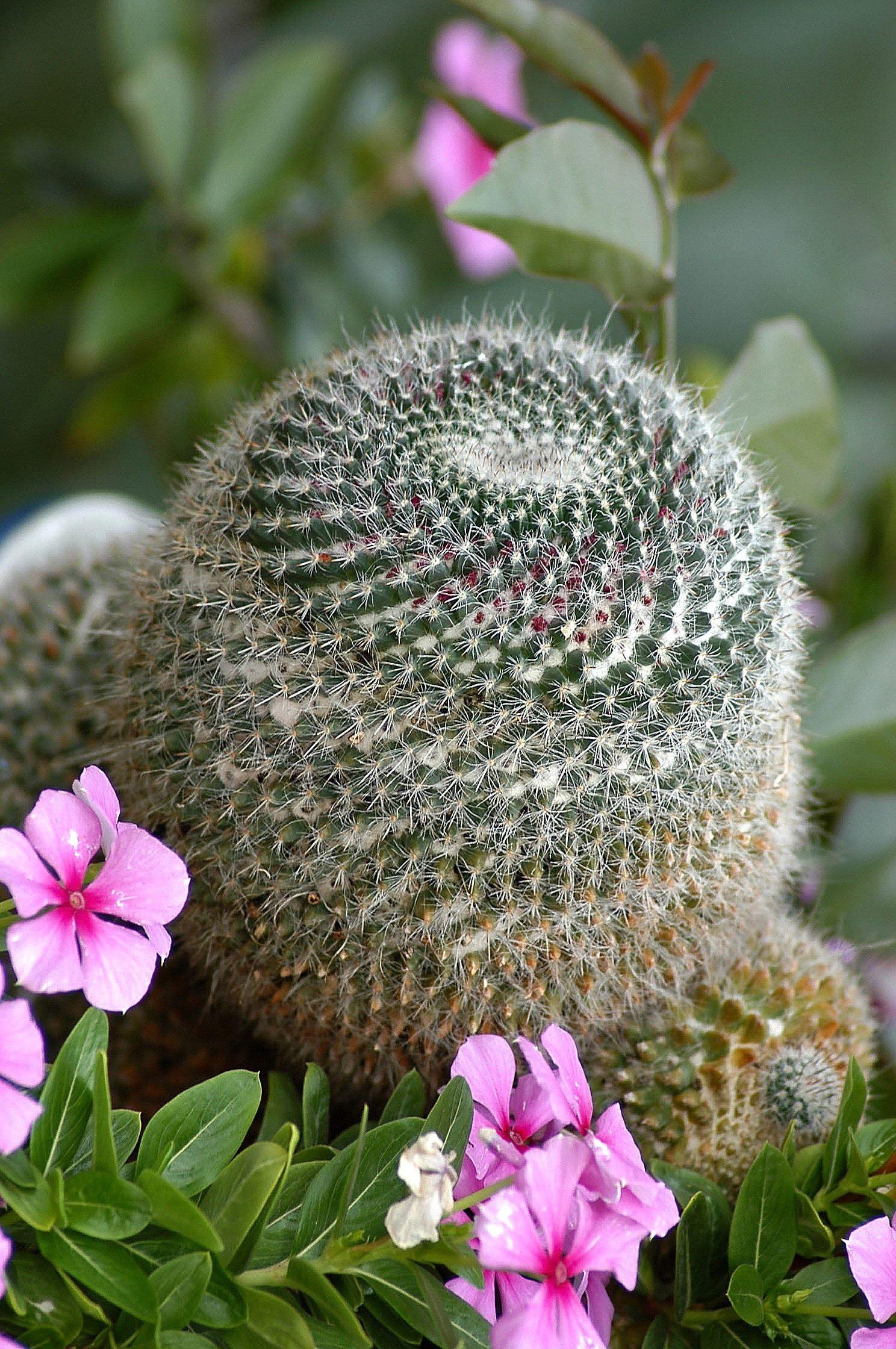 1488x2240 Flowers, Cactus, Botanical Garden, flower, pink color free image