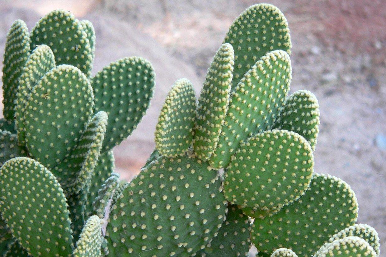 1240x826 Cactus Wallpaper