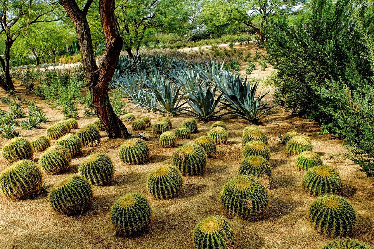 1280x852 Wallpaper USA Sunnylands Rancho Mirage Nature Gardens cacti