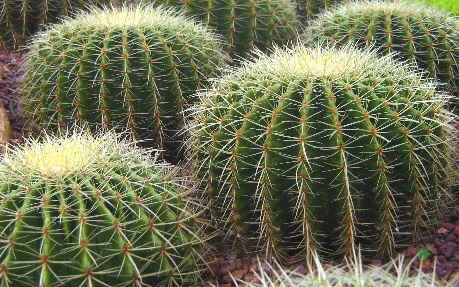1920x1200 Download wallpaper Echinocereus, cactus, thorns, plants, Mexico for desktop with resolution 1920x1200. High Quality HD picture wallpaper