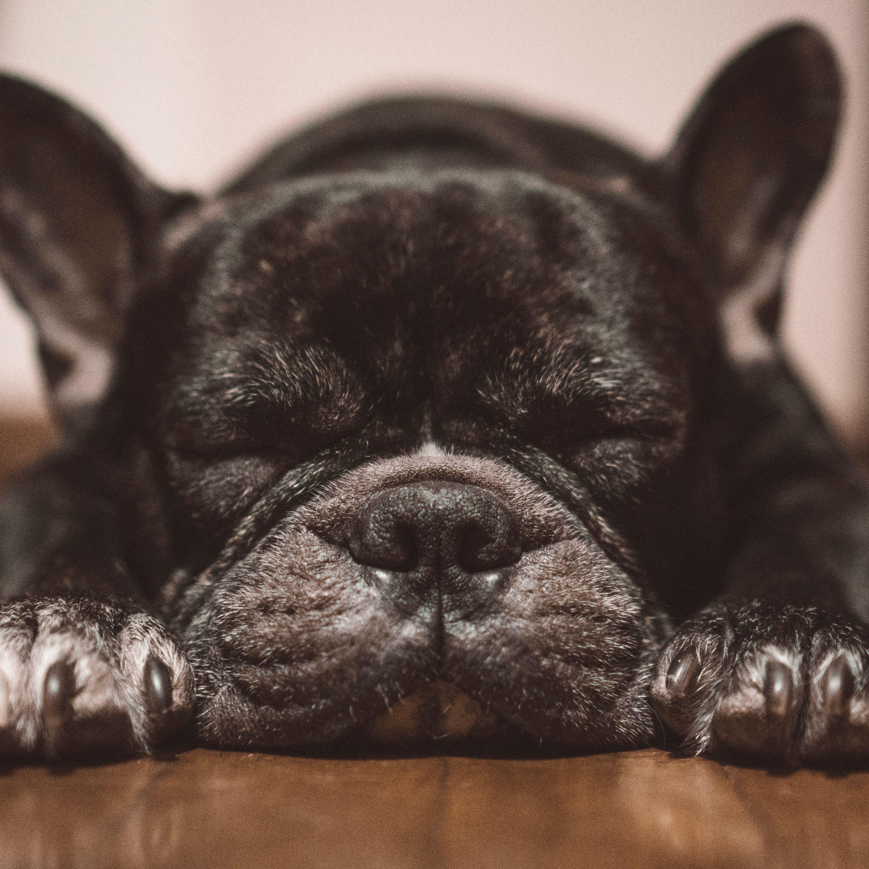 3415x3415 Download wallpaper 3415x3415 french bulldog, dog, black, sleep