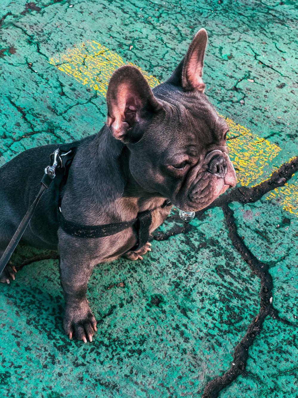 1000x1333 French Bulldog Picture. Download Free Image