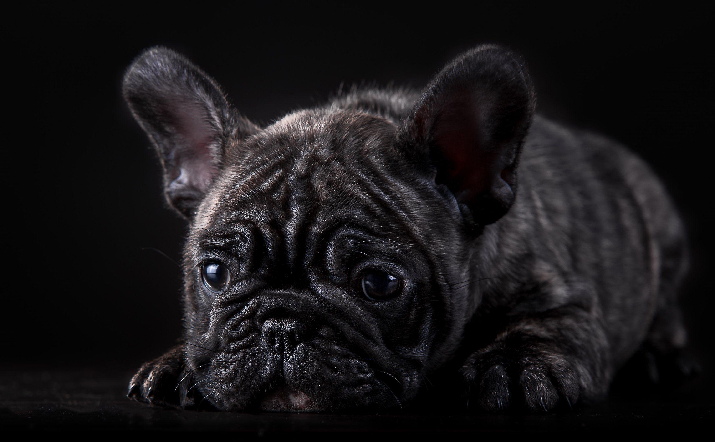 Black Bulldog Wallpapers - Top Free Black Bulldog Backgrounds