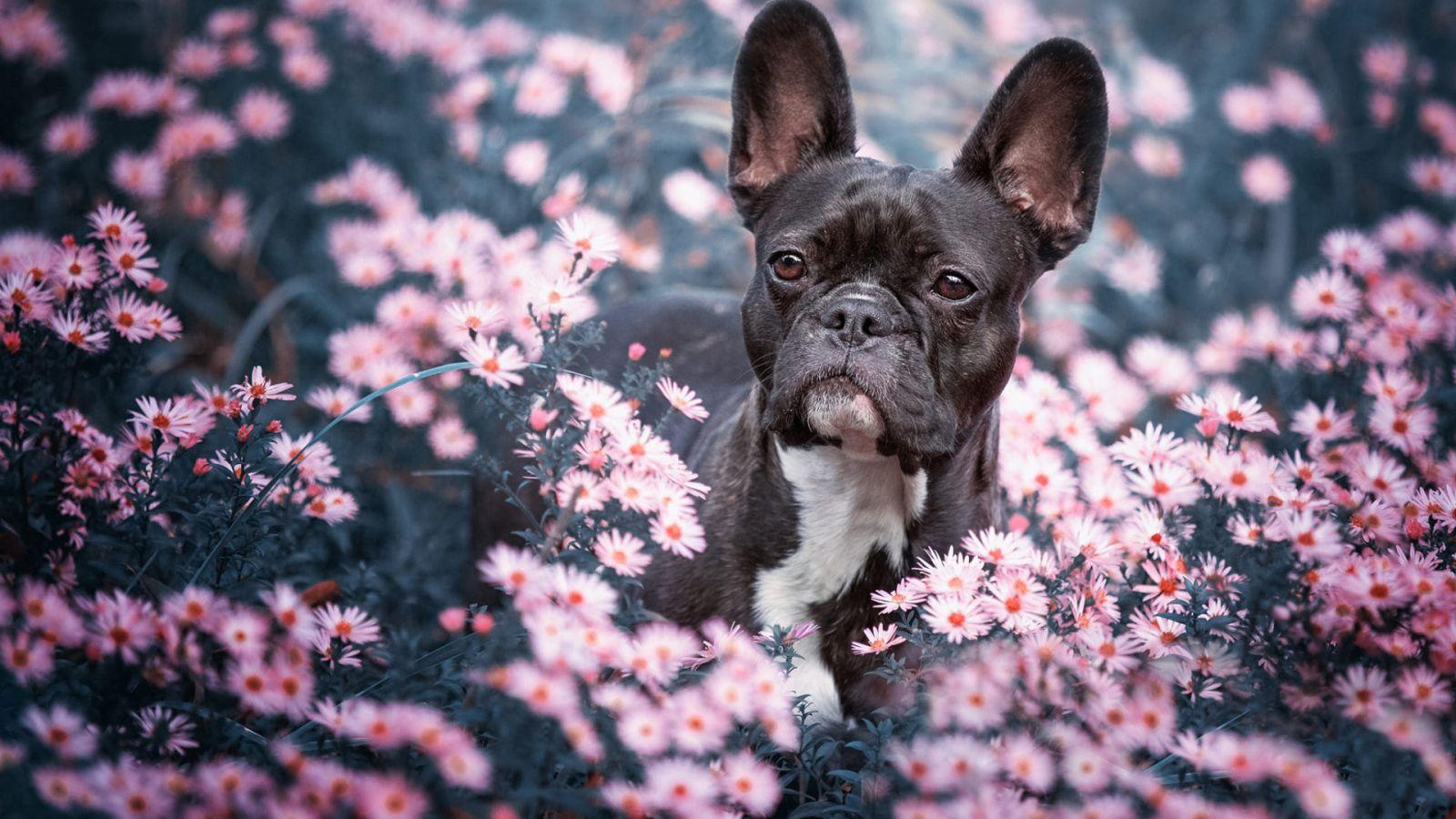 1600x900 Black french bulldog sitting in flowers Desktop wallpaper 1600x900