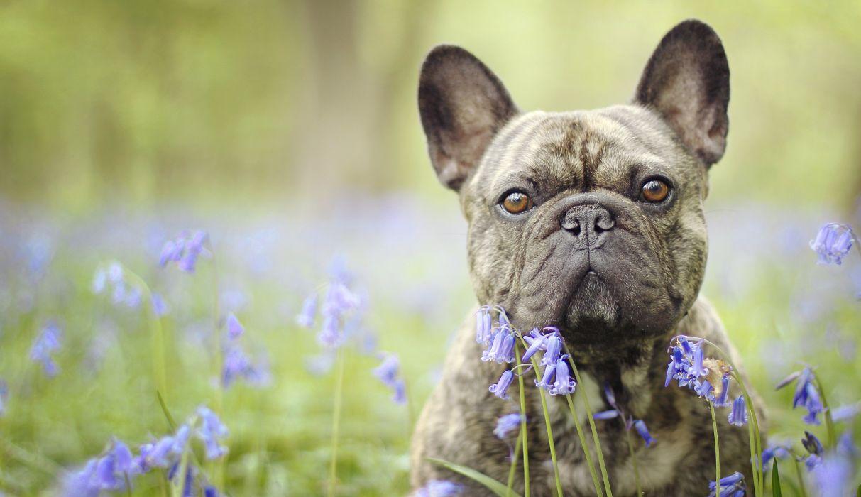 1213x700 Dogs Black Glance Bulldog Aston Martin Animals wallpaper