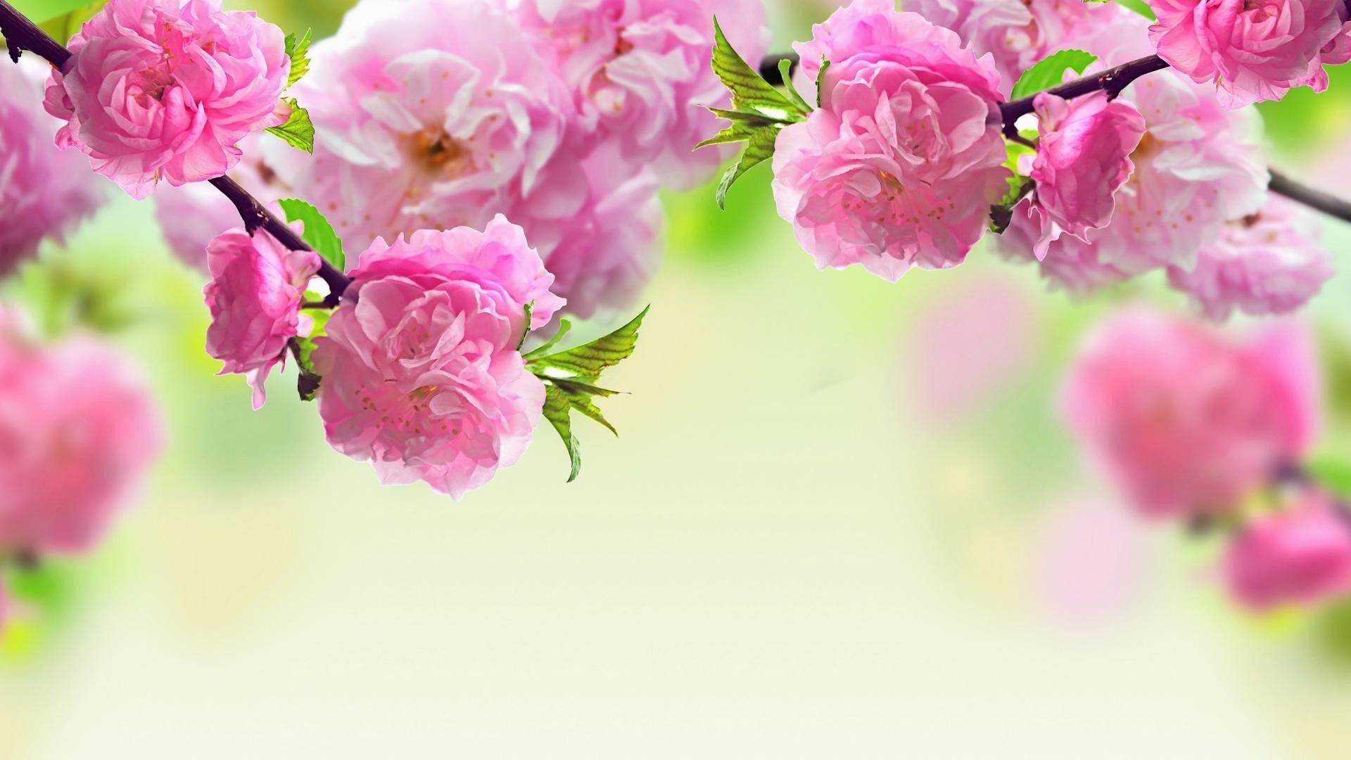 1920x1080 April Flowers