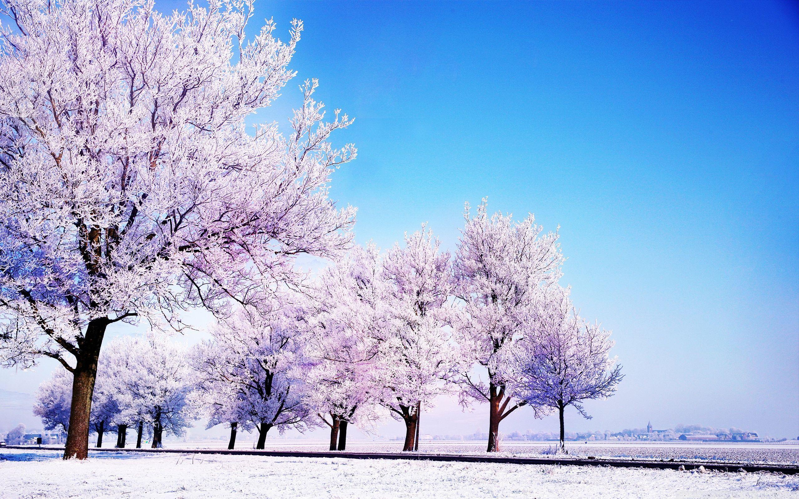 2560x1600 Background Winter Image