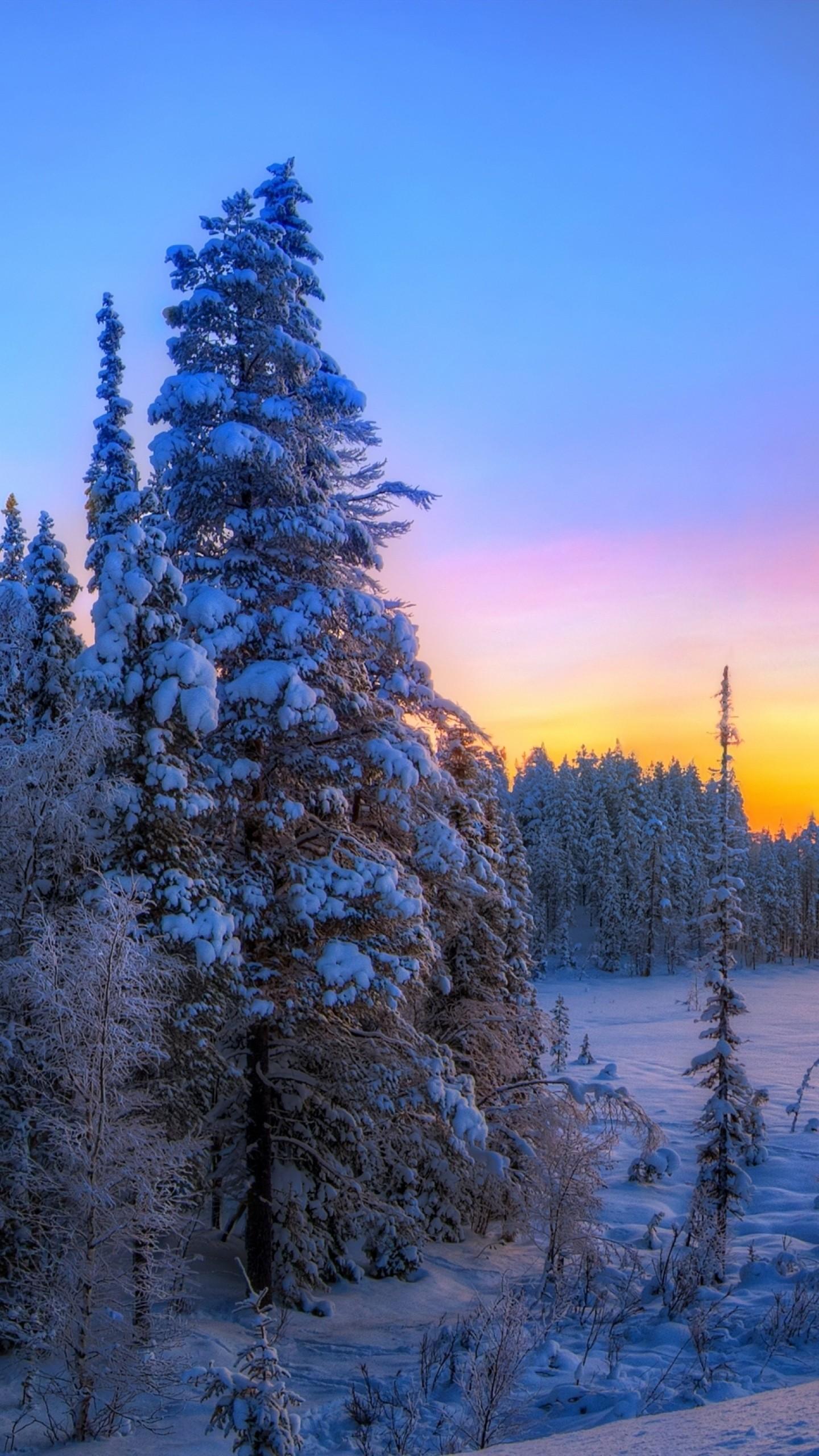 1440x2560 Winter Wallpaper Tree, Sun, Winter, Snow, Beautiful, Landscape
