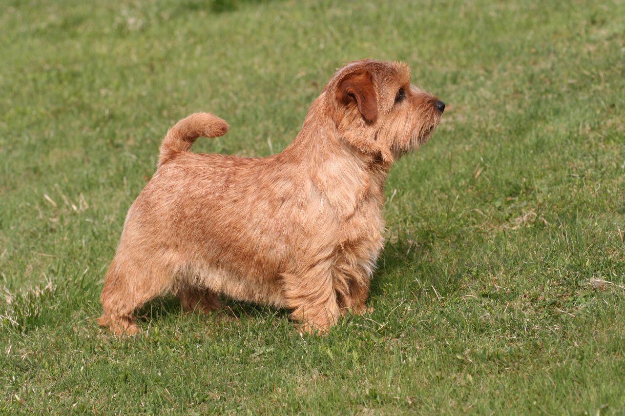 1280x853 Norfolk Terrier on the grass photo and wallpaper. Beautiful