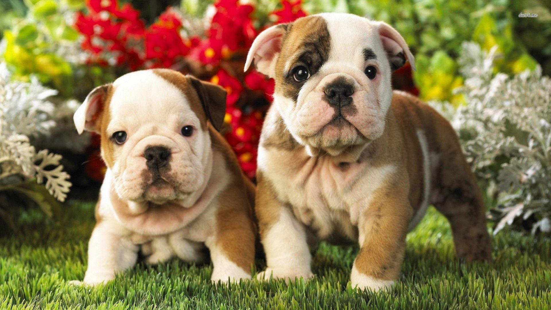 1920x1080 English Bulldog Wallpaper. Cute bulldog puppies, Bulldog wallpaper, Bulldog puppies