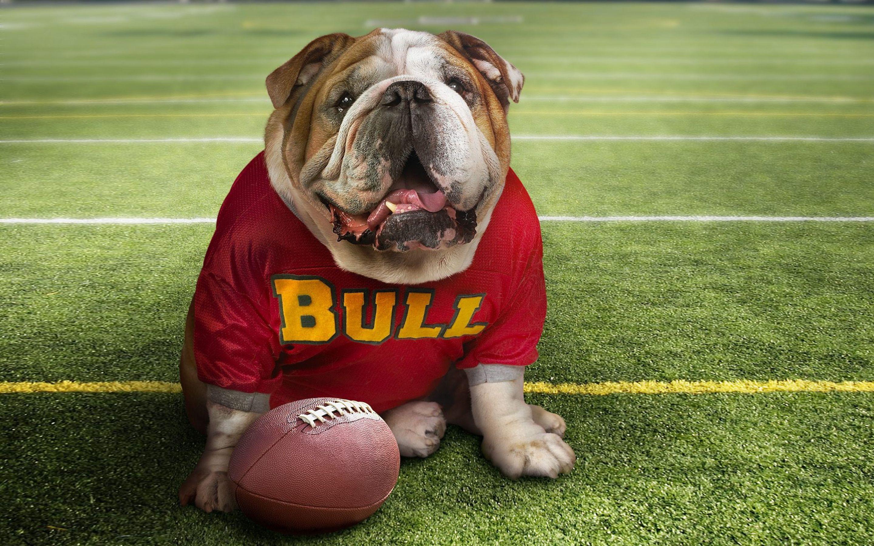 2880x1800 Cute bulldog wallpaperx1800