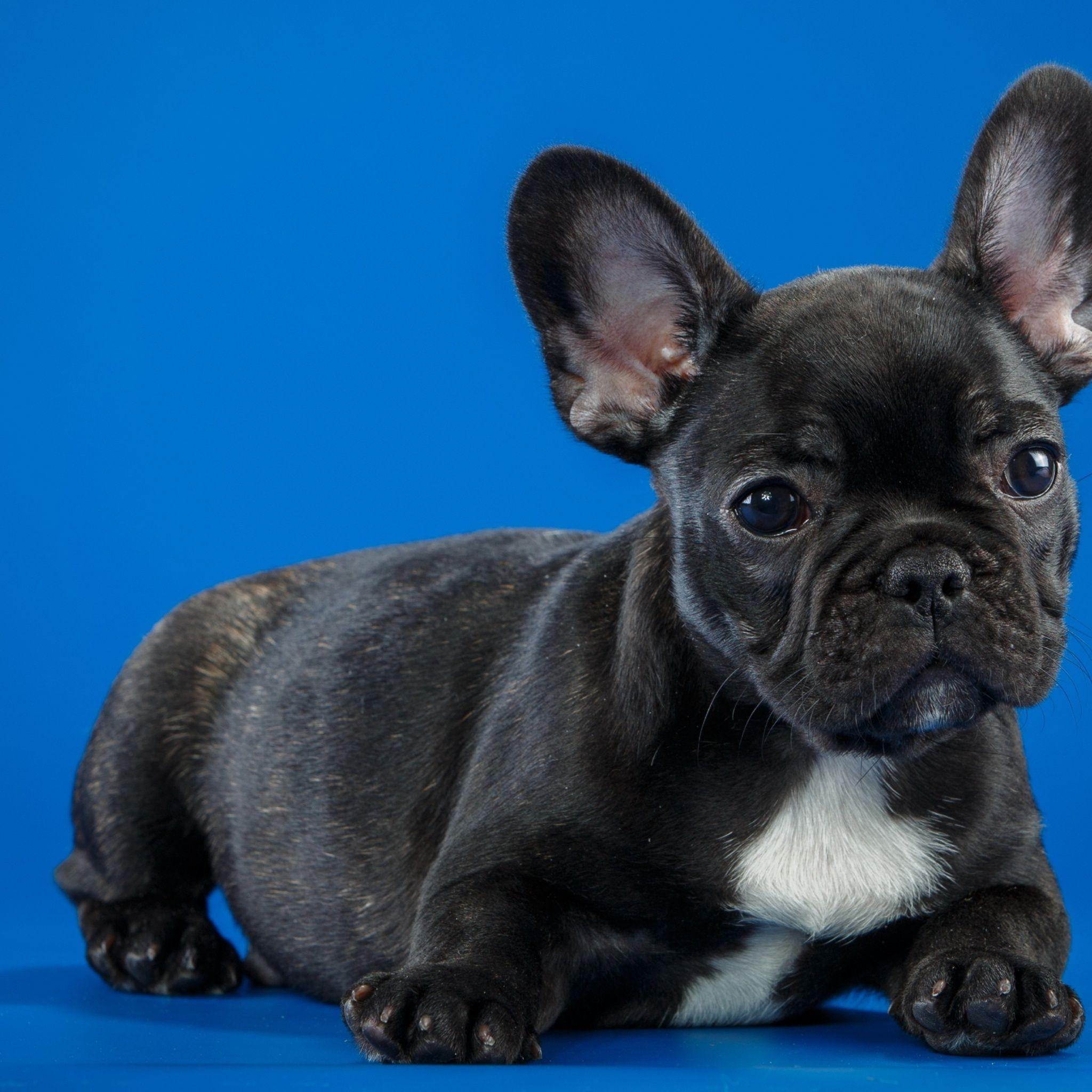 2048x2048 Black French Bulldog Cute Puppy iPad Air HD 4k
